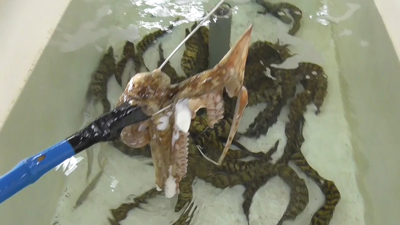 暂养着的海鳝鱼,特别喜欢吃八爪鱼!